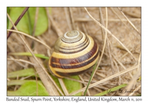 Banded Snail