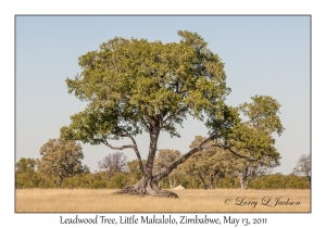 Leadwood Tree