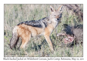 Black-backed Jackal & Common Wildebeest kill