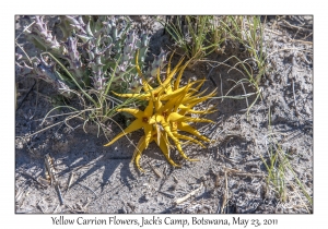 Yellow Carrion Flowers