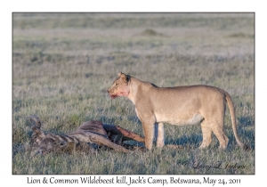 Lion & Common Wildebeest kill