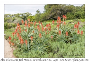 Aloe arborescens 'Jack Marais'