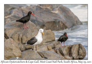 African Oystercatchers & Cape Gull