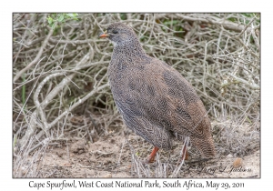 Cape Spurfowl