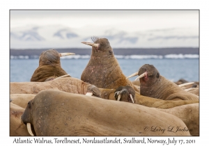 2011-07-17#1815 Odobenus r rosmarus, Torellneset, Nordaustlandet, Svalbard, Norway