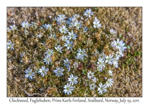 2011-07-19#4277 Stellaria crassipes, Fuglehuken, Prins Karls Forland, Svalbard