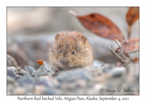 Northern Red-backed Vole