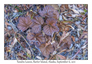 Tundra Leaves