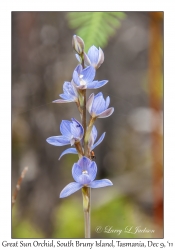 Great Sun Orchid