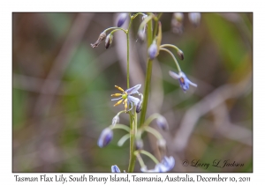 Tasman Flax Lily