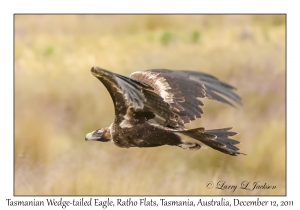 Tasmanian Wedge-tailed Eagle
