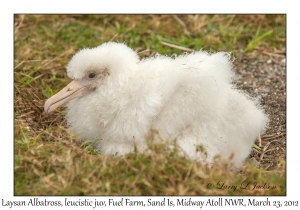 Laysan Albatross chick