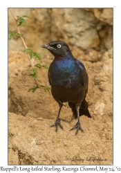 Ruppell's Long-tailed Starling