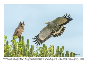 Verreaux's Eagle Owl & African Harrier Hawk