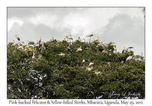 Pink-backed Pelicans & Yellow-billed Storks