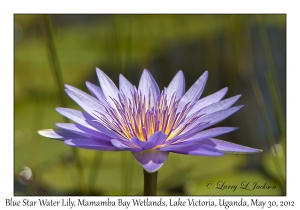 Blue Star Water Lily