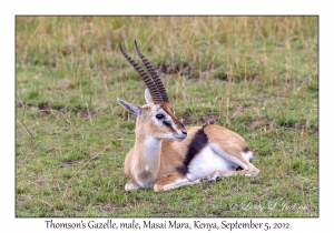 Thomson's Gazelle, male