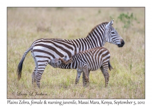Plains Zebra, female & juvenile nursing