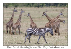 Plains Zebra & Masai Giraffes