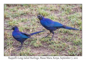 Ruppell's Long-tailed Starlings