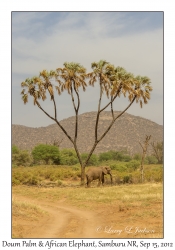 Doum Palm & African Elephant