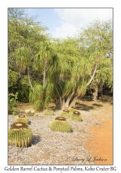 Golden Barrel Cactus & Ponytail Palm
