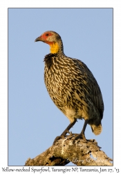 Yellow-necked Spurfowl