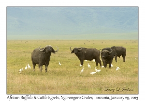 African Buffalo and Cattle Egrets
