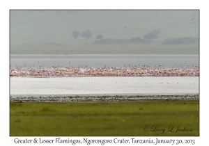 Greater & Lesser Flamingos