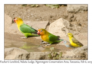 Fischer's Lovebirds, Red-cheeked Cordon-bleu & Yellow-fronted Canaries