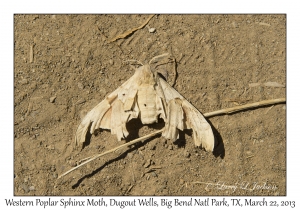 Western Poplar Sphinx Moth