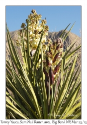 Torrey Yucca
