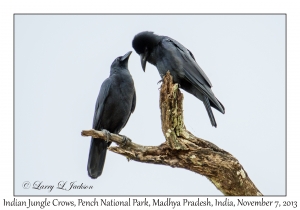 Indian Jungle Crows