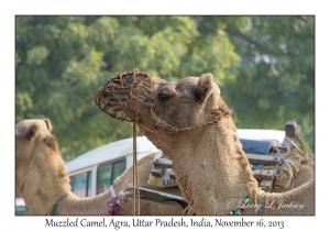Muzzled Camel
