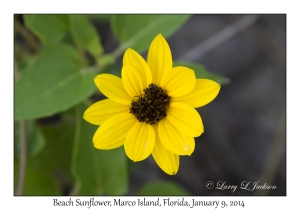Beach Sunflower