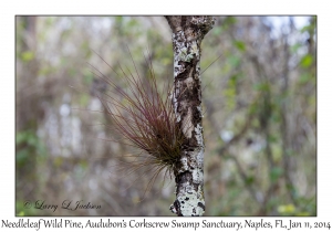 Needleleaf Wild Pine