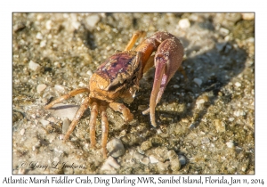 Atlantic Marsh Fiddler Crab