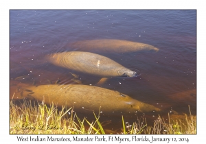 West Indian Manatees