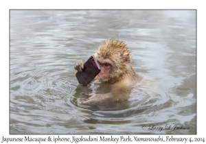 Japanese Macaque & iphone