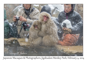 Japanese Macaques & Photographers