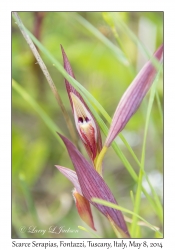 Scarce Serapias (Orchid)