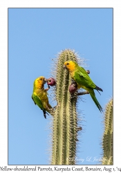Yellow-shouldered Parrots