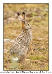 Abyssinian Hare