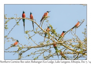 Northern Carmine Bee-eaters