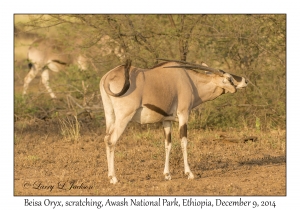 Beisa Oryx