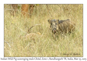 Indian Wild Pig scavenging Chital