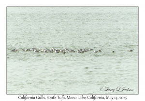 California Gulls