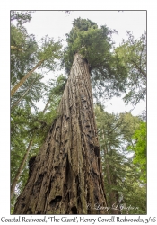 Coastal Redwood, 'The Giant'