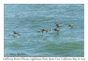 California Brown Pelicans