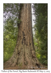Coastal Redwood, 'Father of the Forest'